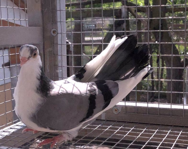  - 02 de prin volieră