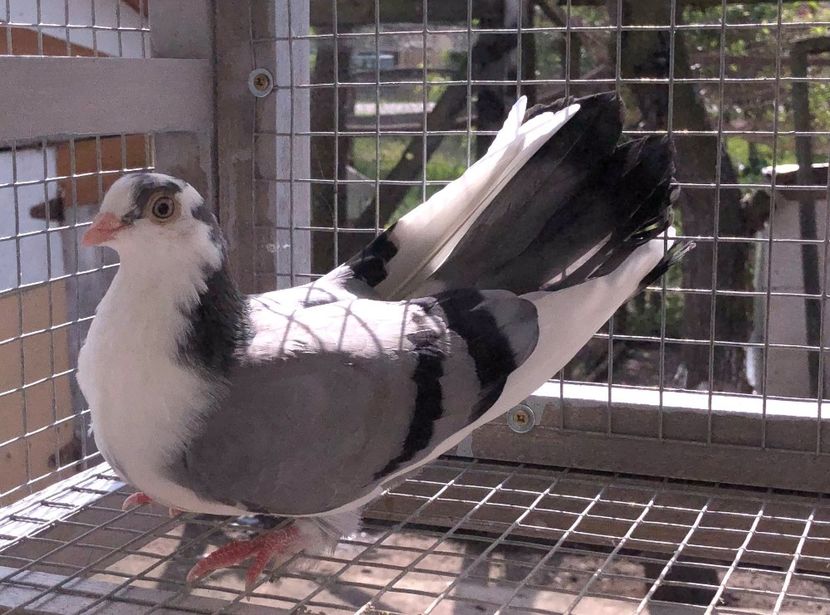  - 02 de prin volieră