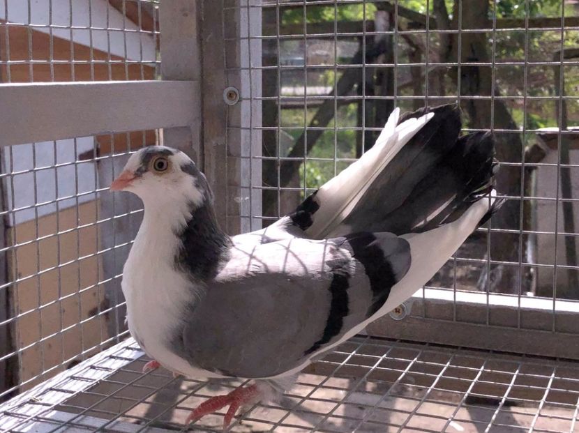  - 02 de prin volieră