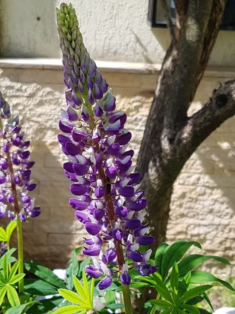 Lupin - Mai 2019