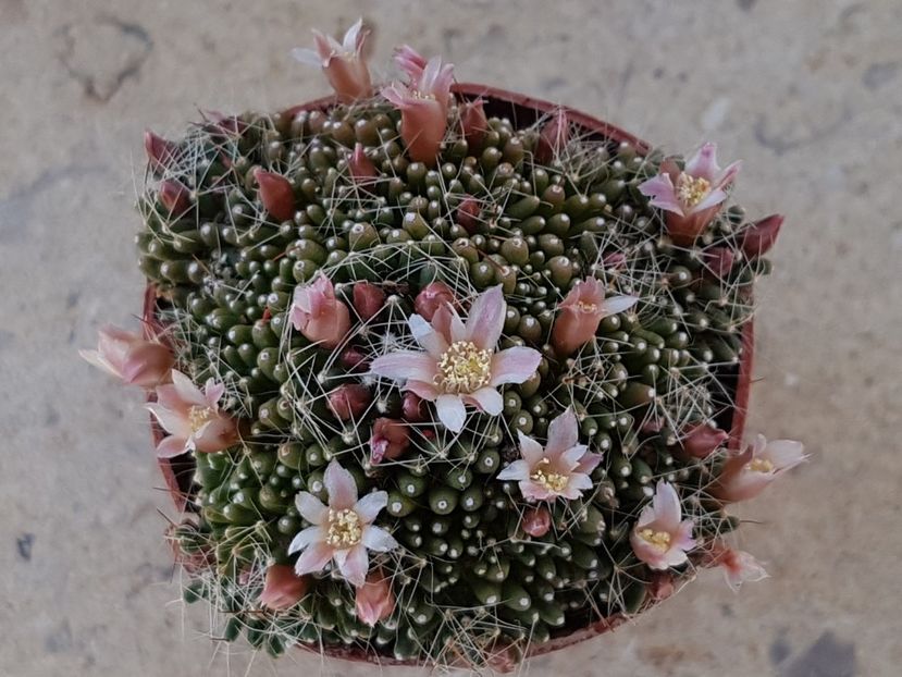 Mammillaria painteri - Mammillaria