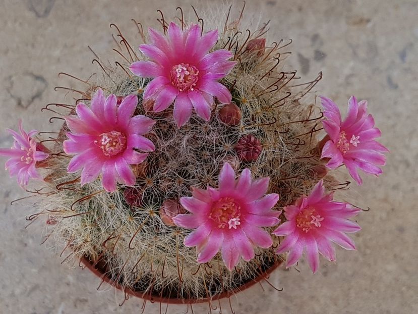  - Mammillaria