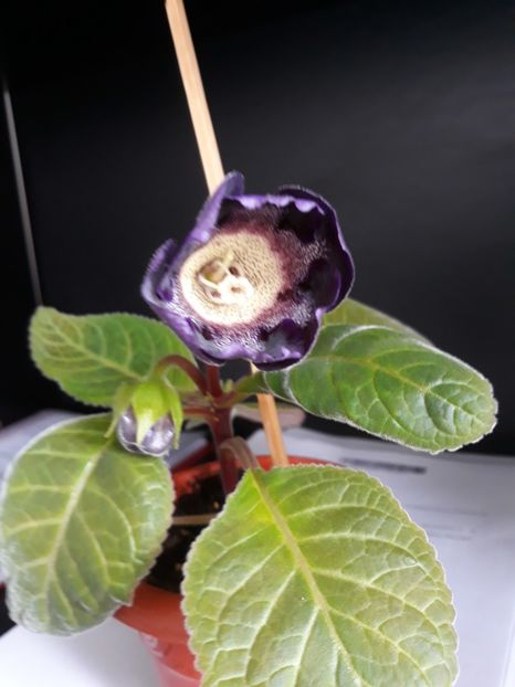  - gloxinii_2019