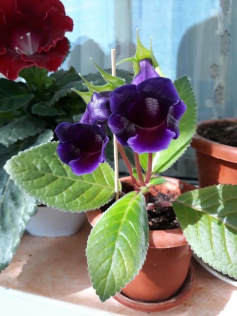  - gloxinii_2019