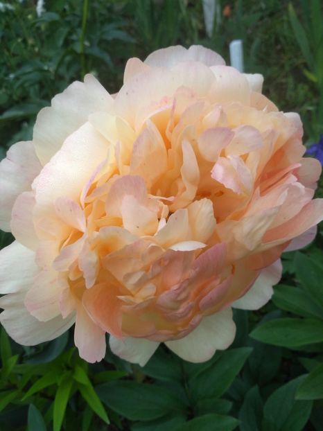 coral charm dupa  5 zile - Bujori 2019