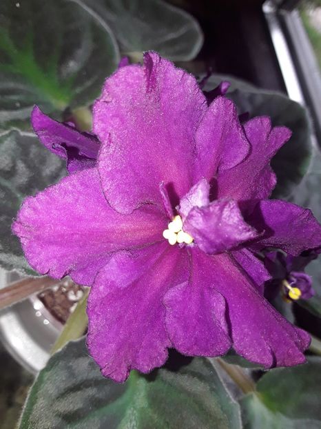  - Rebel s Flaming Star