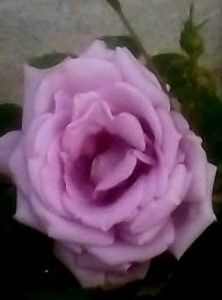  - T R A N D A F I R I