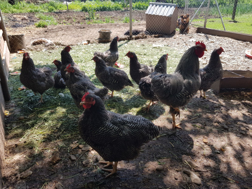  - 0----------------DE VANZARE