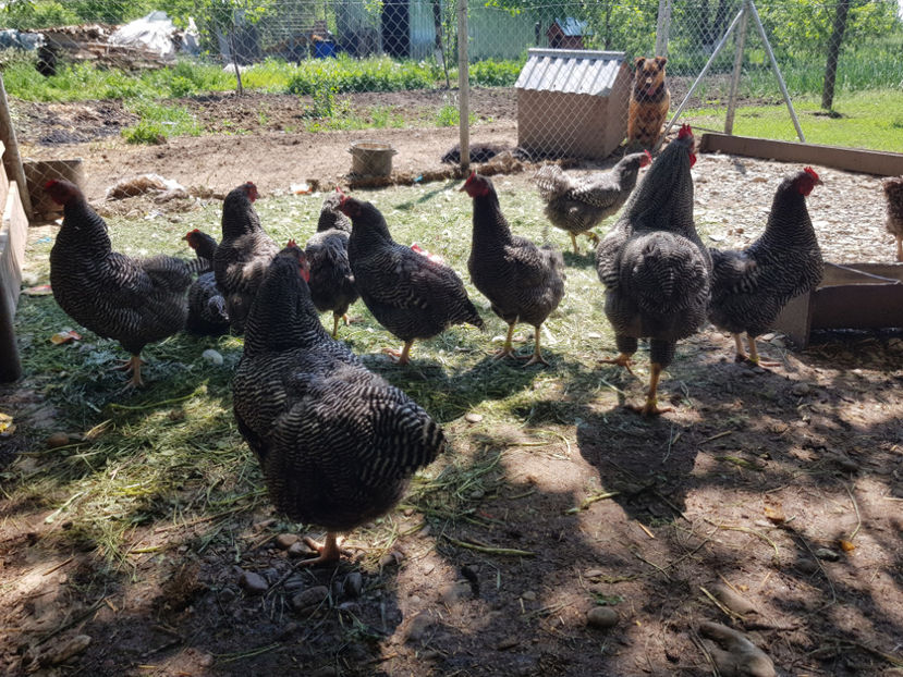  - 0----------------DE VANZARE