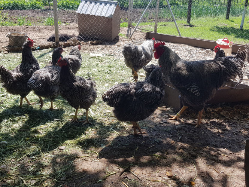  - 0----------------DE VANZARE