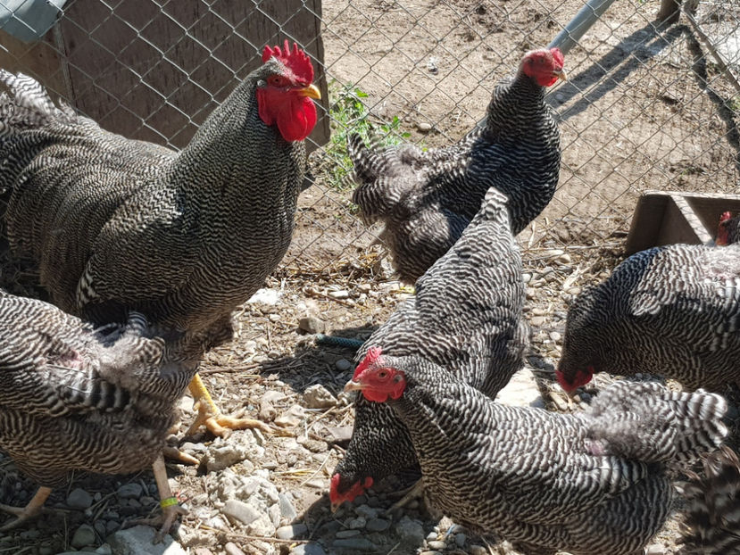  - 0----------------DE VANZARE