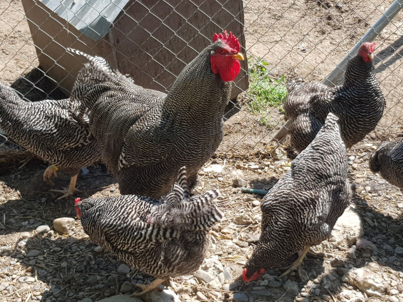  - 0----------------DE VANZARE