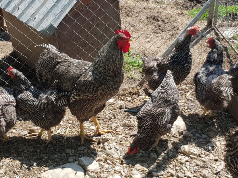  - 0----------------DE VANZARE