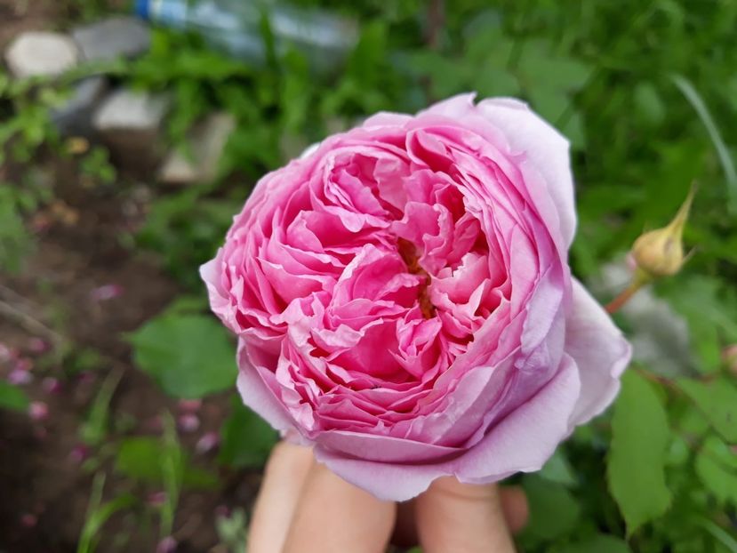 IMG-20190527-WA0037 - Englezesc neidentificat-Gertrude Gekyll