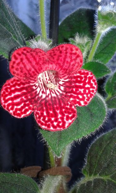 Red Ryder.-mai 2019 - 2019 - Kohleria