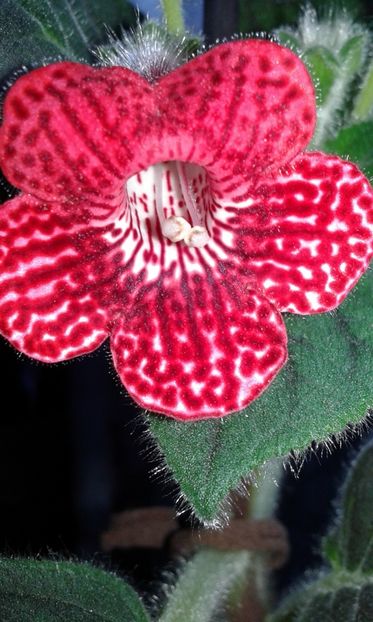 Red Ryder mai 2019 - 2019 - Kohleria