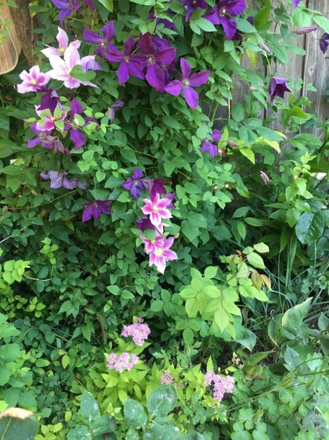 436E9E18-4A42-44A4-9D1E-CF442CCD9EA4 - Clematite 2019