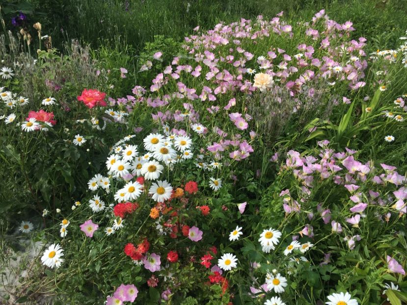 D75AE151-045E-4E66-9D76-E2C6E2B6F5E5 - Flori la balta 2019