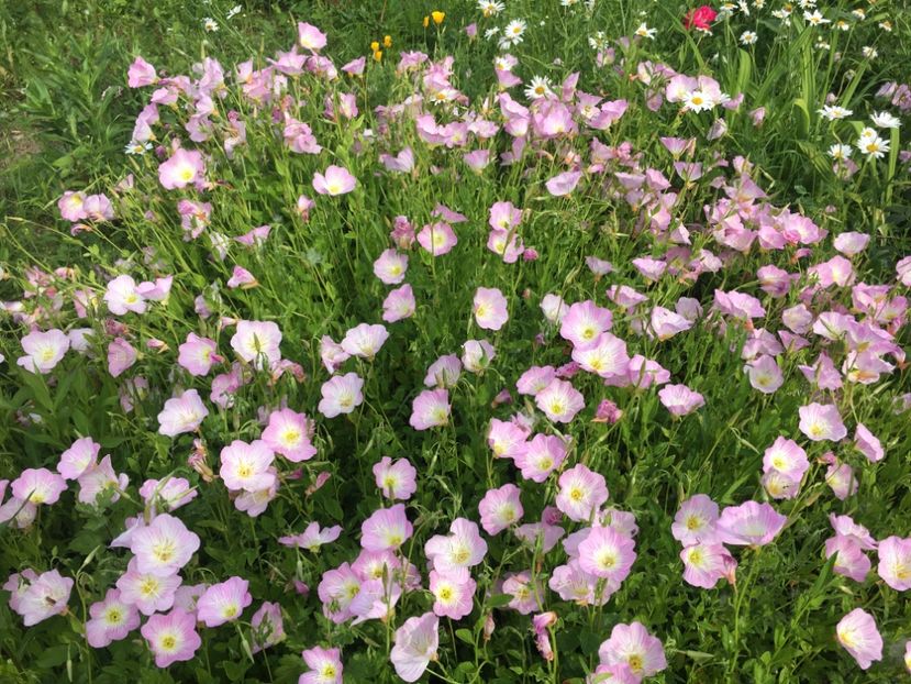 84B75424-717B-4448-A7BF-63F1F17B16F3 - Flori la balta 2019