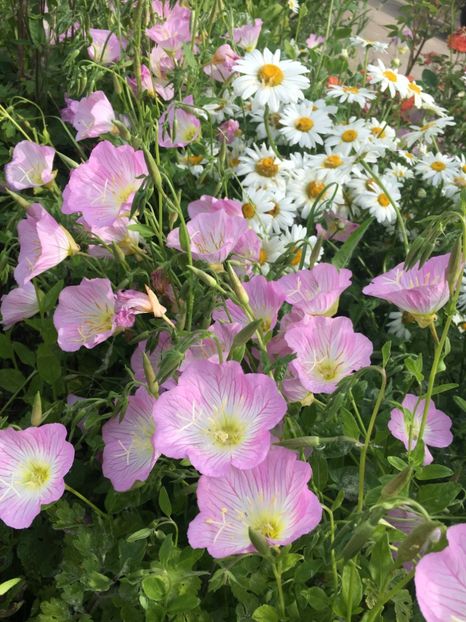 EBEFE27B-7E55-4E9C-B1DC-4004774421AA - Flori la balta 2019