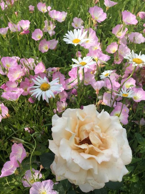 D31082EE-2720-4AB1-9941-611EA37DAA79 - Flori la balta 2019