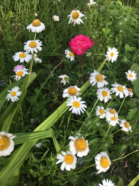 92ECE850-5B35-454A-A93C-DB982941C64B - Flori la balta 2019