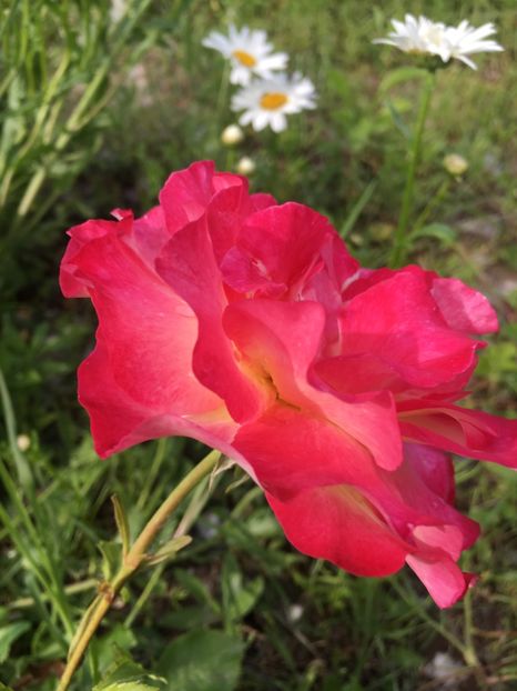 5663885C-104B-4185-91FA-2F3AD88CCB11 - Flori la balta 2019