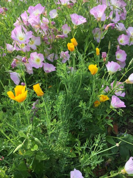 43731E78-B60A-4851-A268-2D8DA9AE33FD - Flori la balta 2019