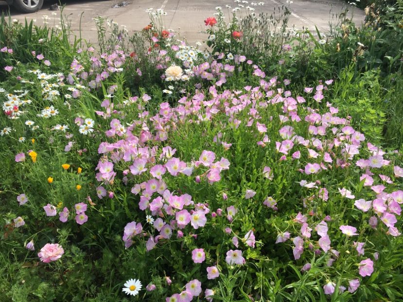 35E40796-A7E6-42EF-8155-6E190C3A1908 - Flori la balta 2019