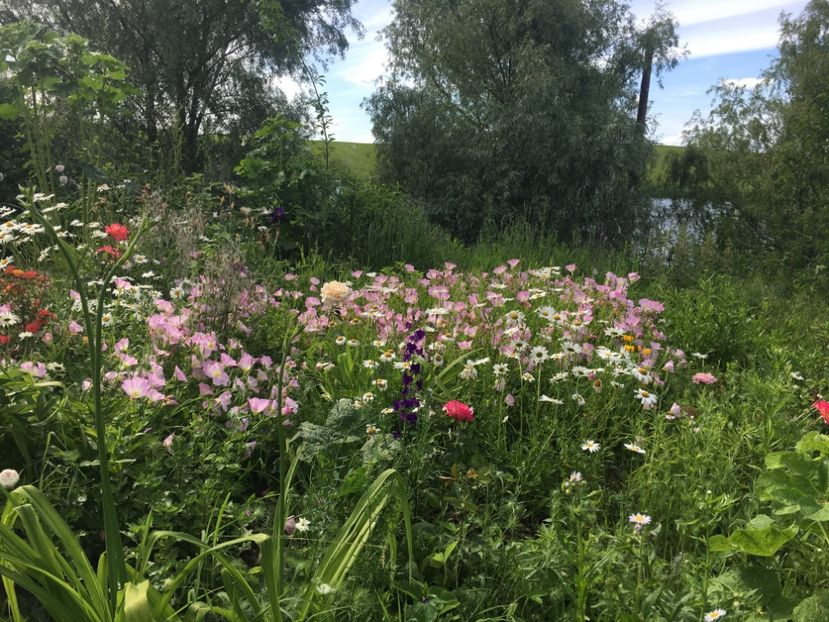 C3D23604-D0F6-4808-9414-DC460BCD5FCA - Flori la balta 2019