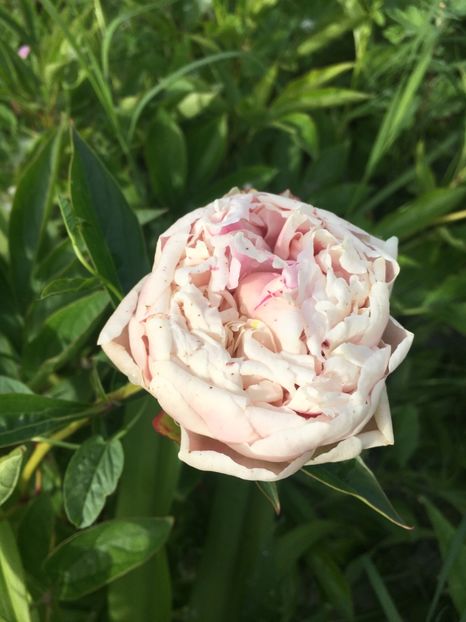 0ADD60D0-8DAB-421B-8745-A4F275B773E3 - Flori la balta 2019