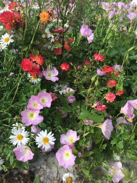 0F97CB70-C436-4D66-8856-9841A3D92DF4 - Flori la balta 2019