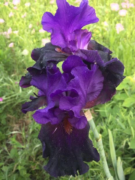 091F7615-5E22-4BC9-B0CB-7DA6BE142070 - Flori la balta 2019