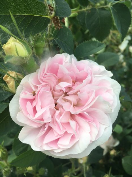 72BD4389-ECF8-498A-AE4E-708B2C02A745 - Flori la balta 2019