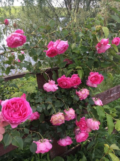 4C0A0F81-2571-4A95-91A0-1669F2CDC036 - Flori la balta 2019