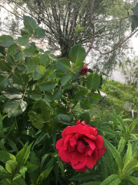 CB771D7B-4780-4A3D-9B7B-C62920B0B7AB - Flori la balta 2019