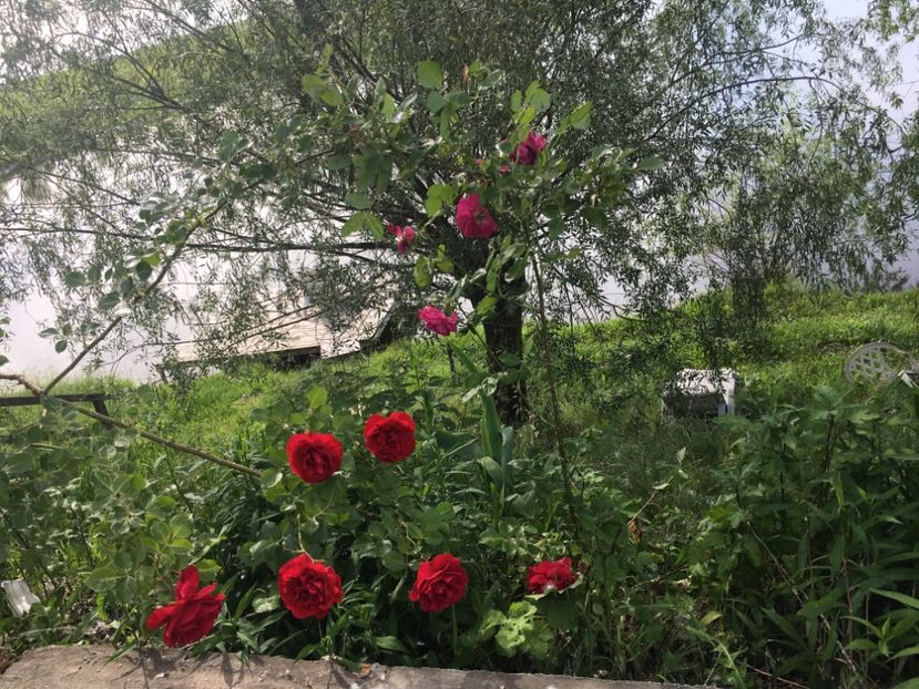 C1893404-5F7B-411A-B895-30917AD2B433 - Flori la balta 2019