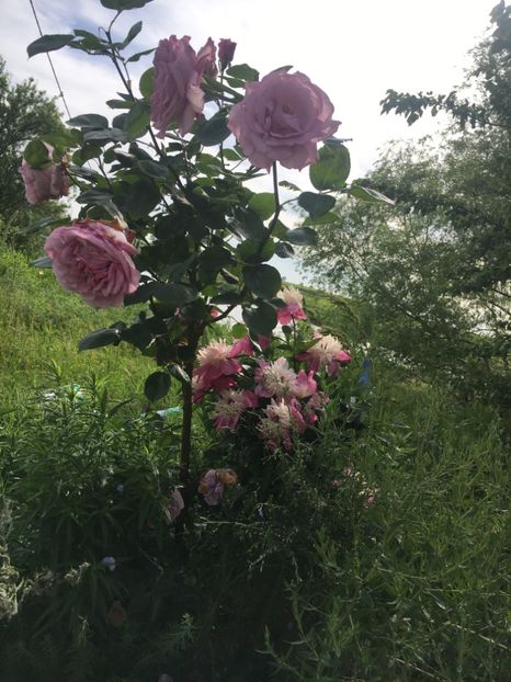 09467D68-FBAD-4EF2-A73B-D8D0519C2294 - Flori la balta 2019