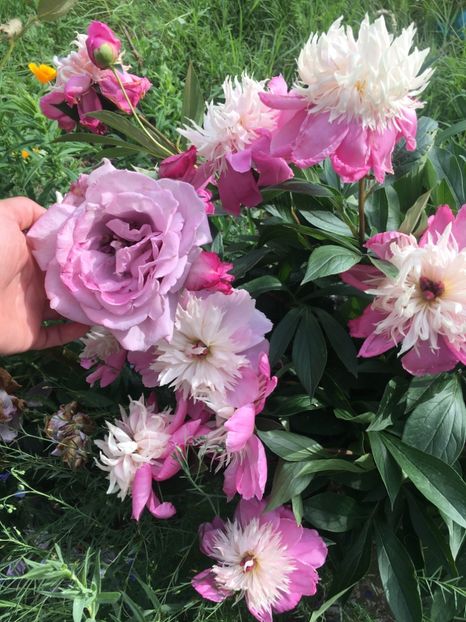 3EDEA3F7-4EFC-49A2-B95C-35423E0F6E0B - Flori la balta 2019