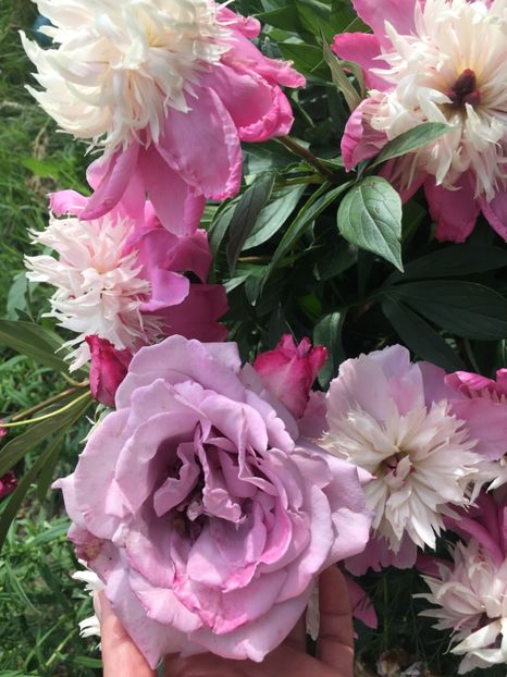 F90D675A-0112-4B69-9807-ABD53E48EB65 - Flori la balta 2019