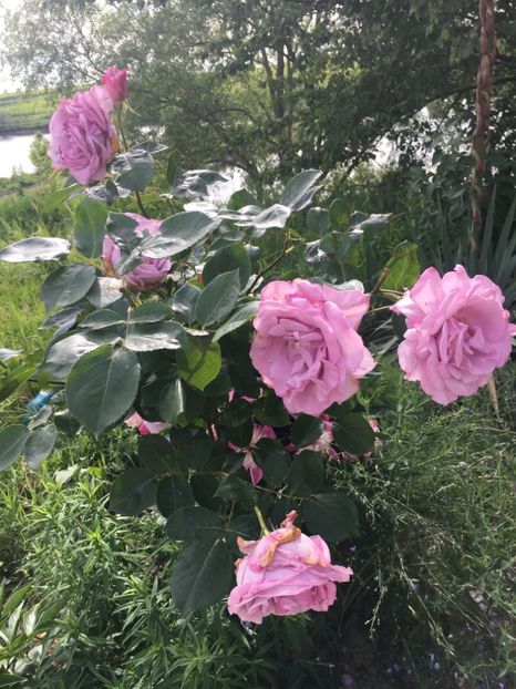 194BA7E0-245C-4976-B585-FA2498061146 - Flori la balta 2019