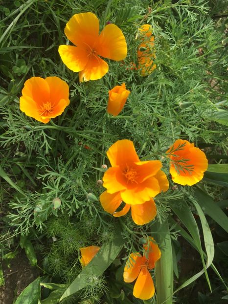 3357B772-1B81-4C59-AC08-759E214E61BA - Flori la balta 2019