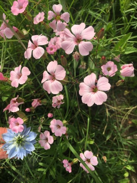 D16C0E82-EBA7-47E7-883A-E1A8CFAC01CF - Flori la balta 2019