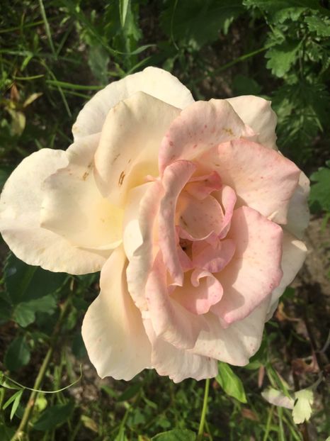 86C34EBA-2B84-4E15-835C-270F67EB76E3 - Flori la balta 2019