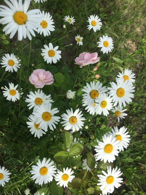 43186D5A-D2F4-4A9A-857D-892741E0B8E0 - Flori la balta 2019