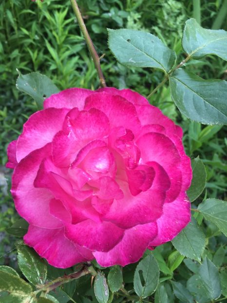 8604CE19-88BE-46F3-8D89-708070C37C62 - Flori la balta 2019