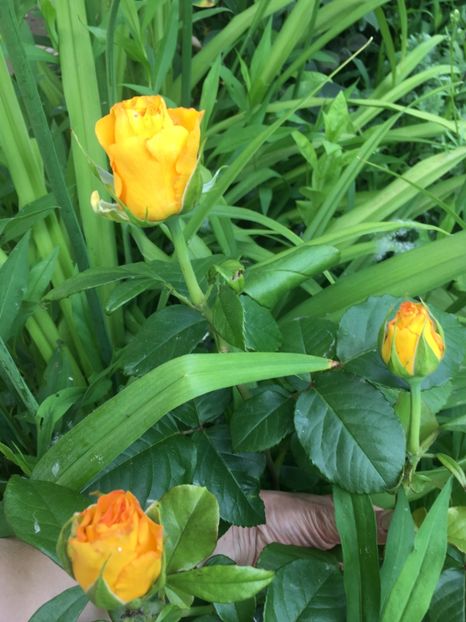 94A0C9C3-A6FD-4EF3-8429-4B3EE82A2E46 - Flori la balta 2019