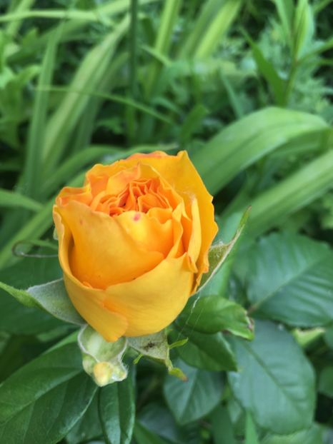 0F3C3514-F68F-4CC1-B452-C1028D6ED869 - Flori la balta 2019