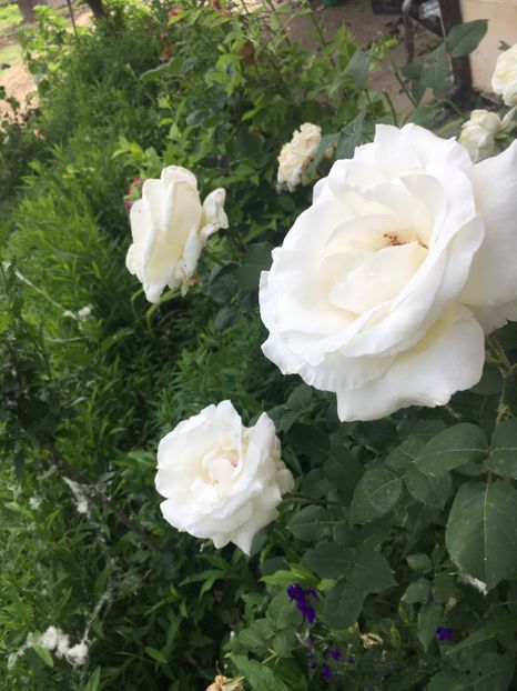 BE93EBD1-DC1E-4BA8-9358-B059FFD6CF9C - Flori la balta 2019