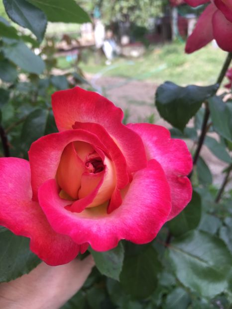 42A3C430-85AB-4B49-A918-F226C329C605 - Flori la balta 2019